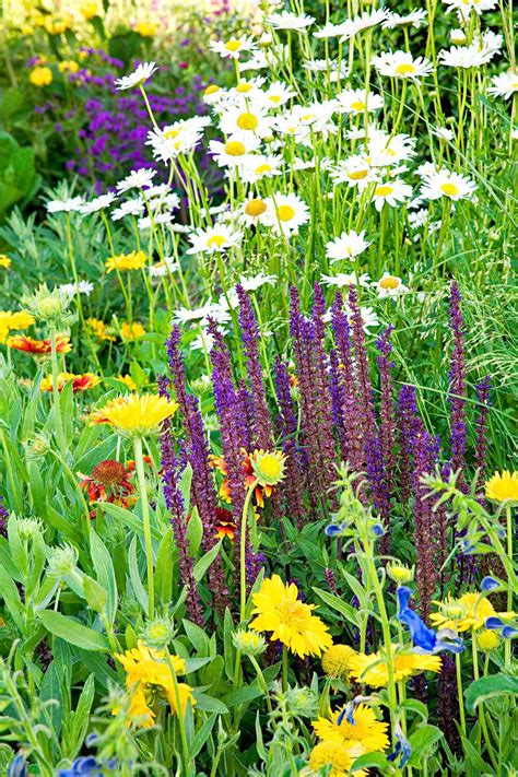 24 Perennial Plant Combinations That Look Stunning Together