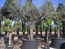 ulivo in vaso prezzo vivai cappellini rossano vivai piante pistoia piante ulivo in vaso prezzo vivai cappellini rossano vivai piante pistoia piante