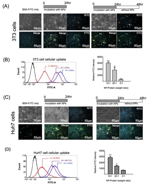 Highly Efficient Intracellular Protein Delivery by Cationic ...