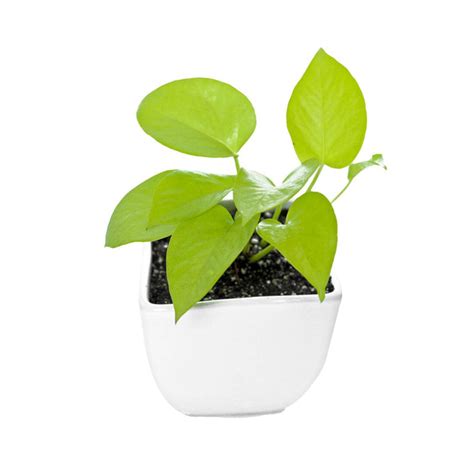 Buy Earthen Pot Online | Manbhawan Nursery