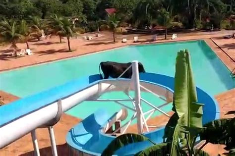 Watch: Cow Escapes Slaughterhouse, Runs To Water Park To Enjoy A Ride