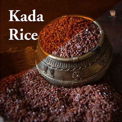 Kang Rice Millet Online | Gluten-Free, Protein-Rich & High-Fiber ...