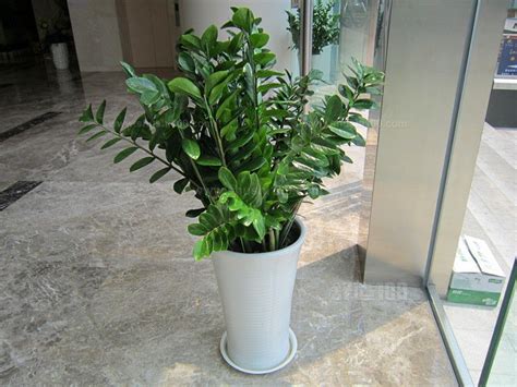 8款适合放客厅的大型植物，你们家养大型绿植了吗？