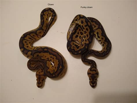 Carbon Project - #22 by chesterhf - Ball Pythons - MorphMarket Reptile ...