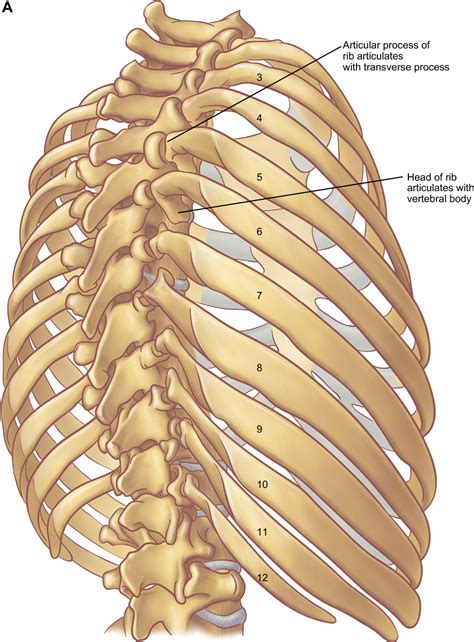 Posterior Rib Anatomy 3D Skeletal System: Bones Of The Thoracic Cage
