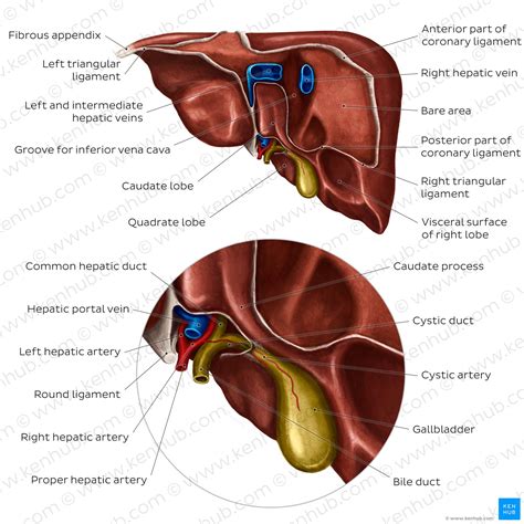 Where Is The Gallbladder Located