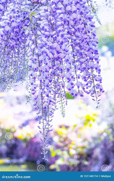 Hanging Purple Wisteria Flowers Stock Photo - Image of blooming, korea ...