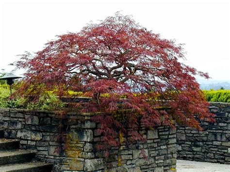 Image result for Pruning Japanese Maple Tree