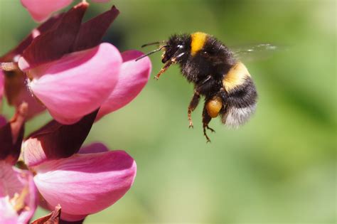 Bumble Bee Protected Under Endangered Species Act | TIME