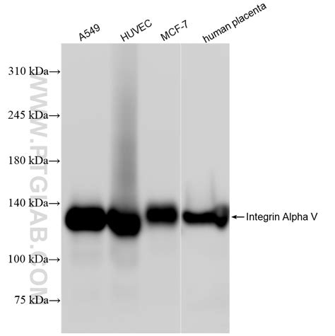 Integrin Alpha V antibody (84883-5-RR) | Proteintech