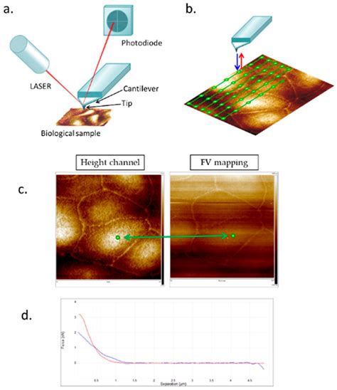 Atomic Force Microscopy: A Versatile Tool in Cancer Research