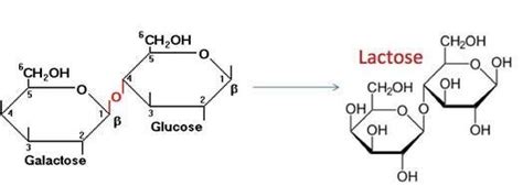 The basic monosaccharide units of lactose are glucose and galactose ...