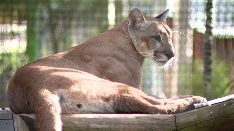 State buys 1,300-acre Polk County property in effort to conserve ...
