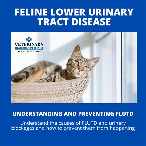 Feline Lower Urinary Tract Disease (FLUTD): Understanding and Addressing Urinary Blockages in ...