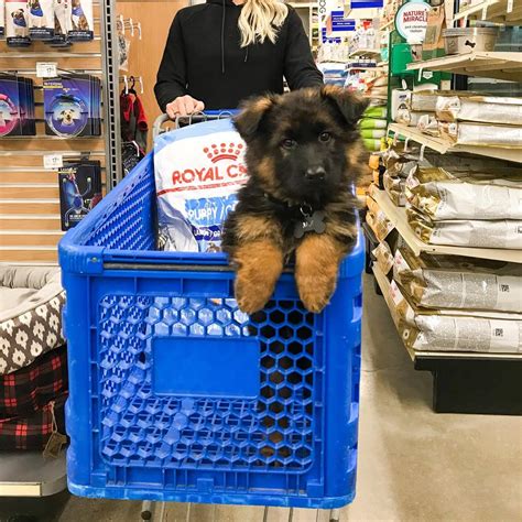 Jackie (Female) – Africanis Paws