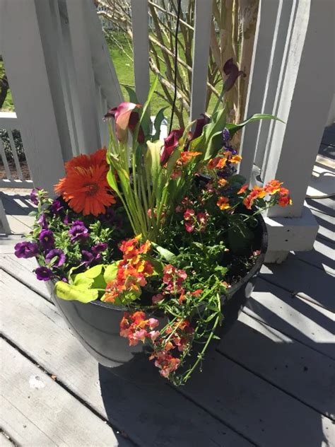 Planter Filler Ideas for Container Gardens