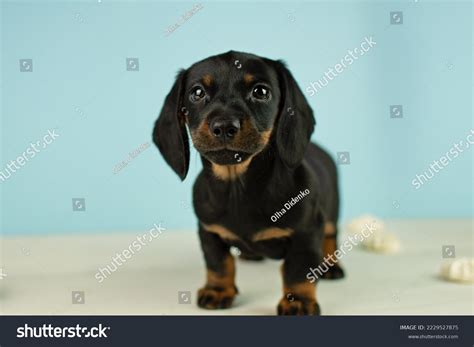 Black Miniature Dachshund Puppy Standing On Stock Photo 2229527875 ...