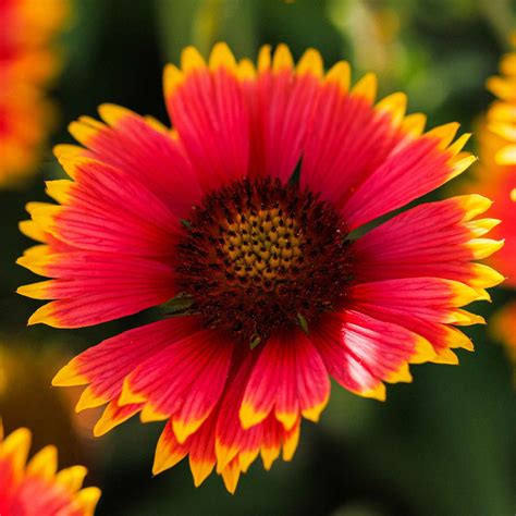 Indian Blanket Seeds | Flower Seeds in Packets & Bulk | Eden Brothers