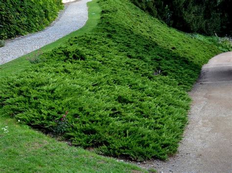 Best Erosion Control Plants For Shaded Hillsides | Gardening Know How