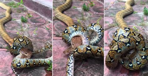 Image result for Konigskobra vs Python