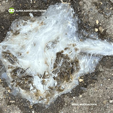 Image result for Types of Chicken Poop