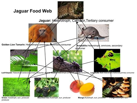 Jaguar food web