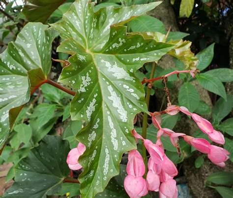 Angel Wing Begonia Propagation