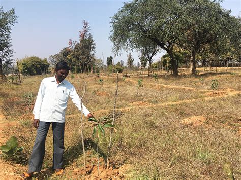 MGNREGA can really empower rural families, a mango plantation in ...