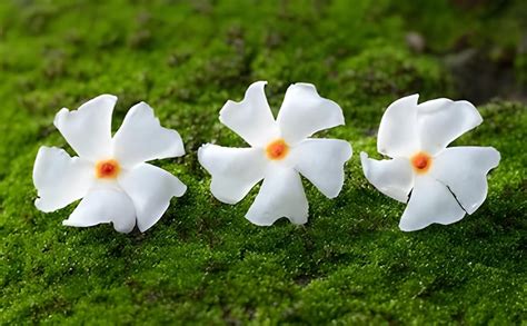 Green view® combo Live Jasmine Night Flowering Parijat Plant(SHIULI FUL ...