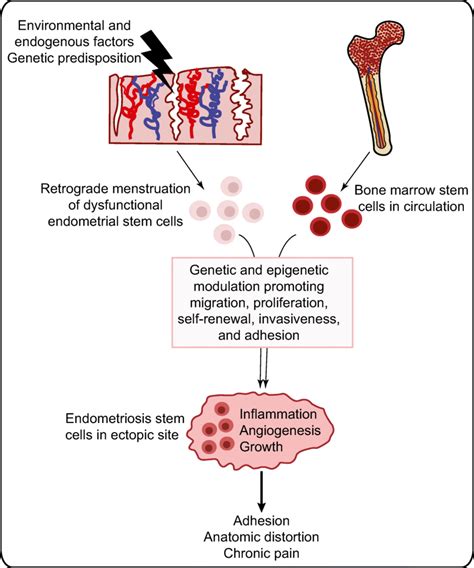 Image result for Endometrium Cell