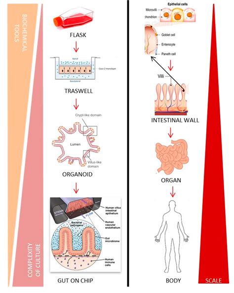 Multi-Sensors Integration in a Human Gut-On-Chip Platform