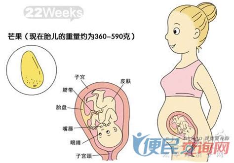 怀孕第22周准妈妈保健需知 - 怀孕第22周天胎儿发育图 - 怀孕第22周要吃什么 - 怀孕第22周注意什么 - 怀孕第22周介绍