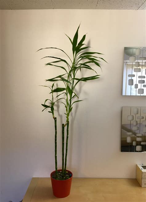 How To Grow Tall Bamboo In Pots at Janice Reed blog
