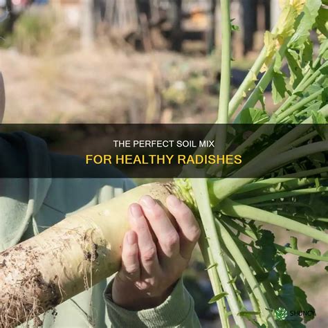 The Perfect Soil Mix For Healthy Radishes | ShunCy