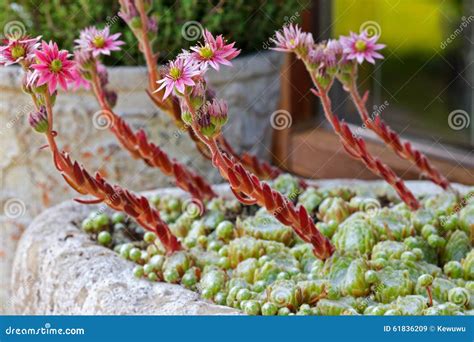 Pink Flowers on Hen and Chicks Stock Image - Image of closeup, biddies ...