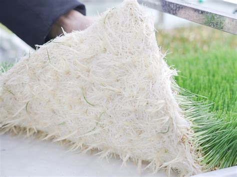 Image result for Fodder Container Boxes