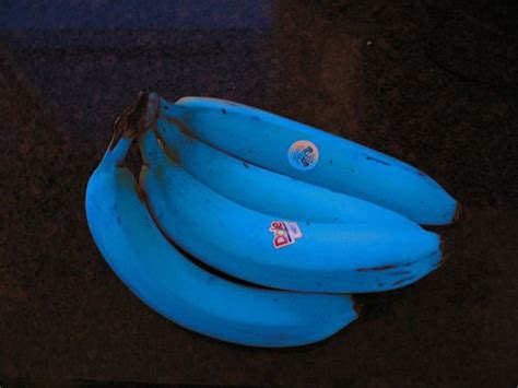 Tasting Blue Java Banana 的图像结果