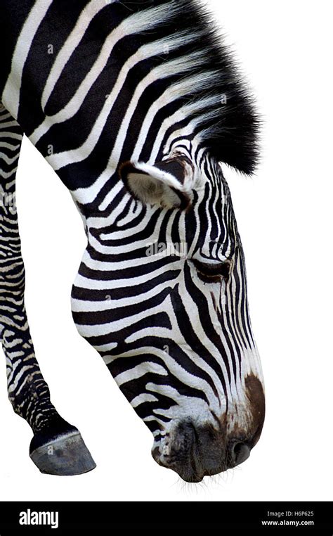 Image result for Zebra Viewer