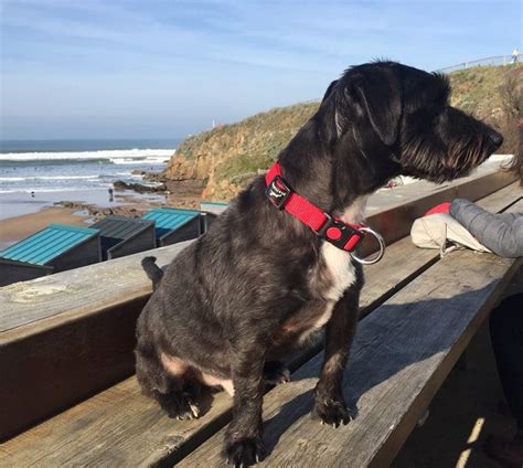 Image result for Jackapoo Dog