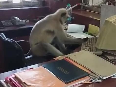 Image result for Monkey Using Computer Correctly