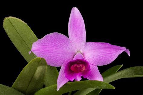Cattleya praestans 'Diamond Orchids' | Smithsonian Gardens