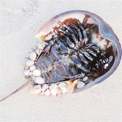 Horseshoe Crab Have Eyes at Mia Fletcher blog
