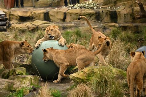 5 lions escape Sydney zoo exhibit, sparking lockdown