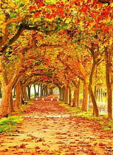 Photography Girly Fall Backgrounds by Fall 2018 Wallpapers Wallpaper Cave Photography Girly Fall Backgrounds