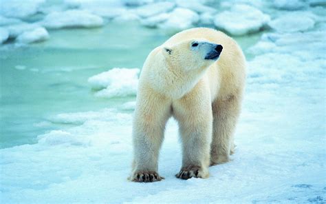 Download Polar Bear Wallpaper