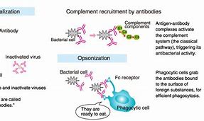 Image result for Antibodies Function