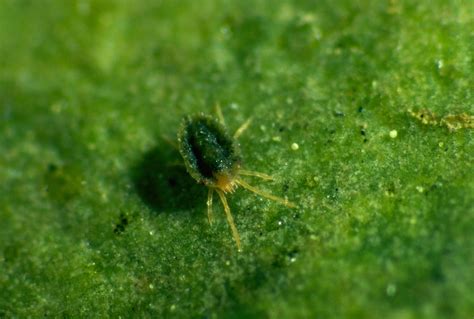 Clover Mites | University of Maryland Extension