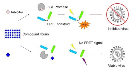 High-Throughput Screening for Inhibitors of the SARS-CoV-2 Protease ...
