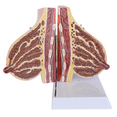 HEQIM Breast sagittal Anatomy Display Model, Lactation Breast Model ...