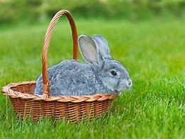 Image result for Rabbit In-Basket